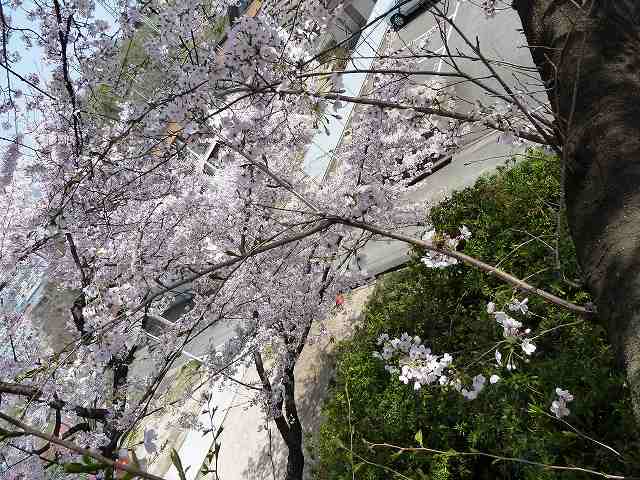 桜満開　平成23年春 19