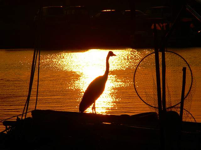 アオサギ