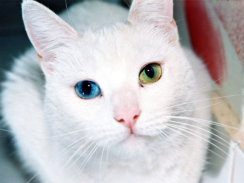 800px-Cat_Eyes.jpg