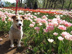 花とフープ2.JPG