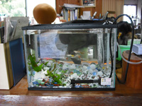 グッピー＋ネオンテトラ