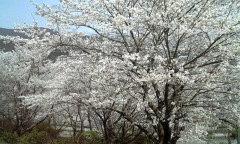 2010･04･06 満開間近２.jpg