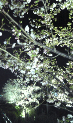 2010･04･02 新神戸の夜桜.jpg