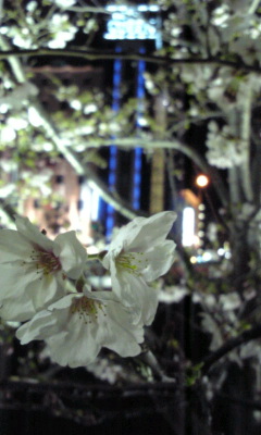 2010･04･02 新神戸の桜２.jpg