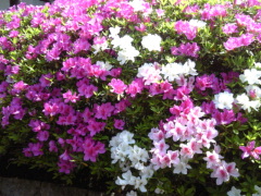 2009･5･9 ツツジ.jpg