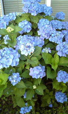 2010･06･30 職場のあじさい.jpg