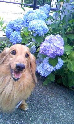 2010･06･20 ﾛﾋﾞﾝ.JPG