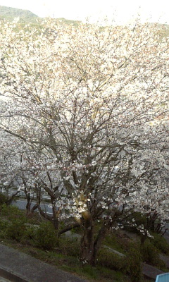 2010･04･04 七分咲き.jpg