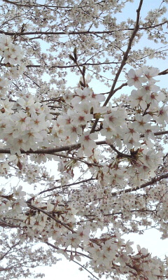 2010･04･04 その２.jpg