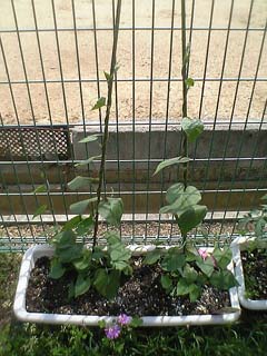 2006052504.jpg