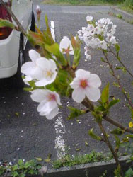 桜2日ー２.jpg