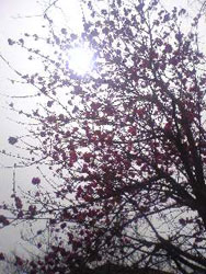 緋桜.jpg