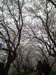 桜と桜