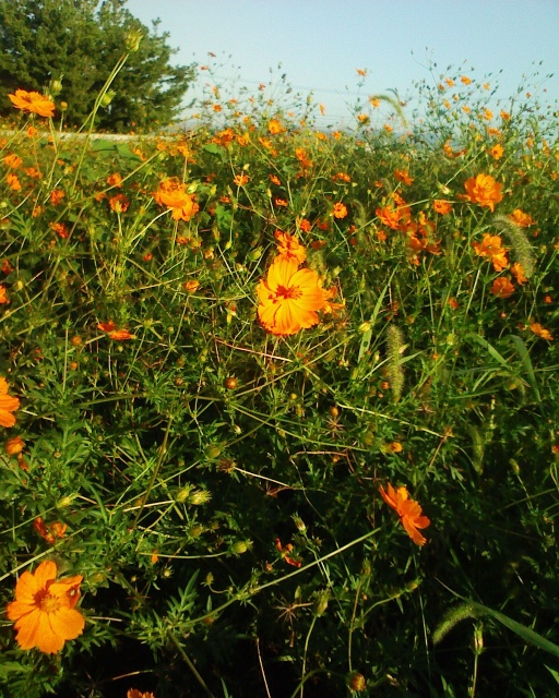 キバナコスモス