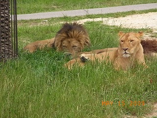 南紀白浜2日目　動物編42.jpg