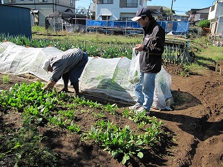 玉ねぎ植え付け 016.jpg