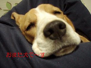 またおまた犬