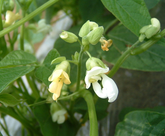 インゲンの花