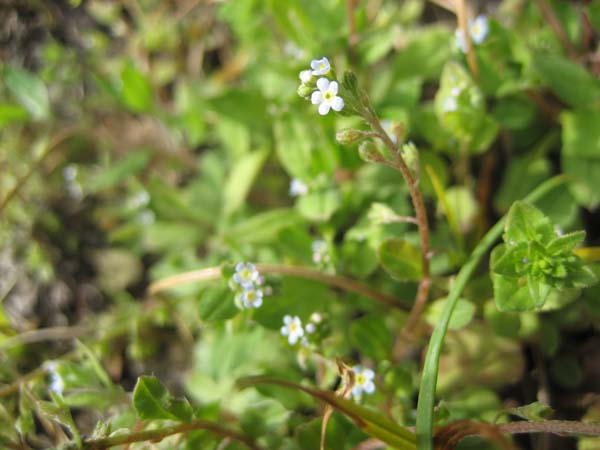 キュウリグサ花