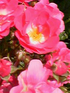 バラ濃ピンク一重