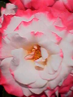 バラ白・ピンク