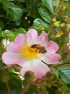 バラピンク・蜂