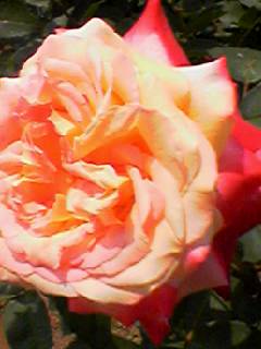 バラ淡オレンジ