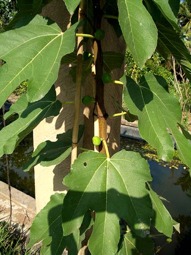ウブド植物園　イチジク.jpg