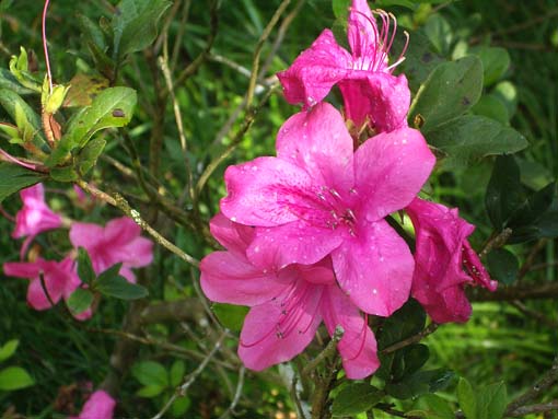 ウブド植物園　ツツジ.jpg