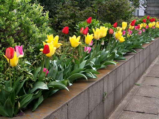 春の花壇　Ｂ.jpg