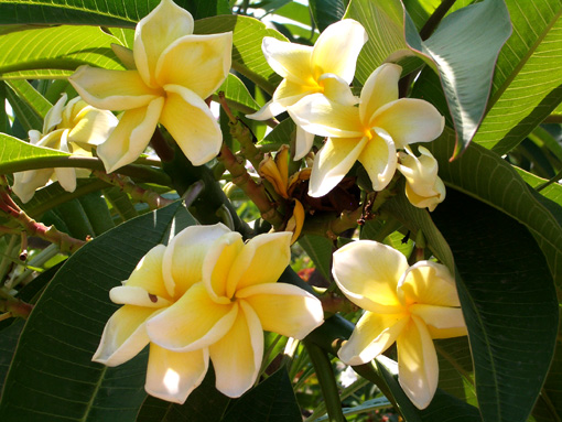 タイ　プルメリア　3.jpg