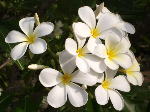 タイ　プルメリア　6.jpg