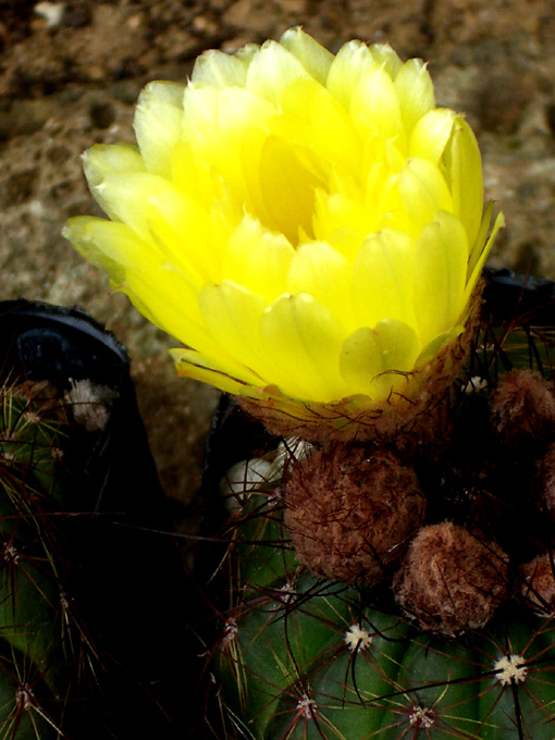 サボテンの花　Ｂ.jpg