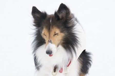 2009030736 ミルキー 目つぶっちゃった!.jpg