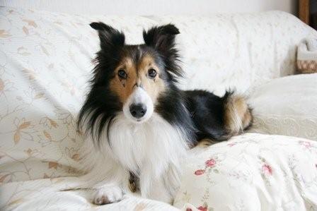 2009030739 まるで我が家のようにくつろぐミルキー.jpg