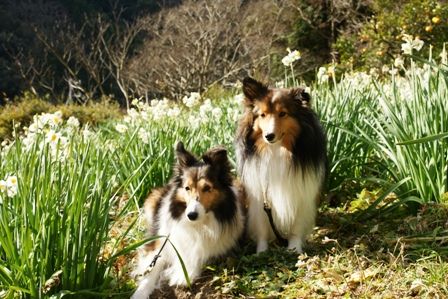 2010012303 また今日もモデル犬?.jpg