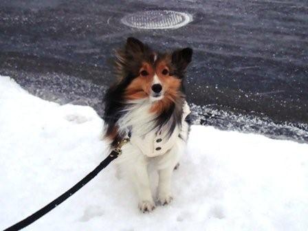 2009030701 飛ばされそう?!.jpg