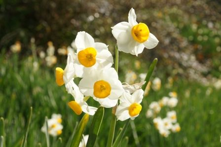 2010012304 水仙.jpg