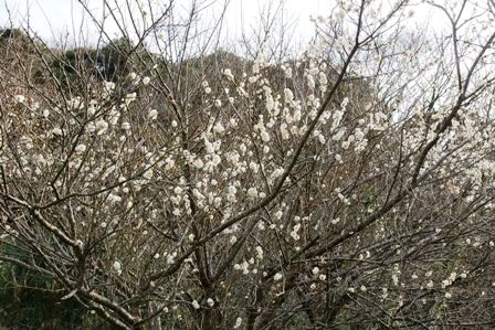 2010012305 桜.jpg