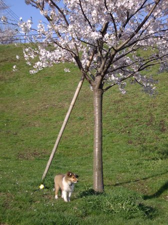 ４月５日　桜の木の下で.JPG