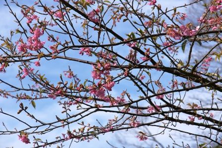 2010012313 頼朝桜.jpg