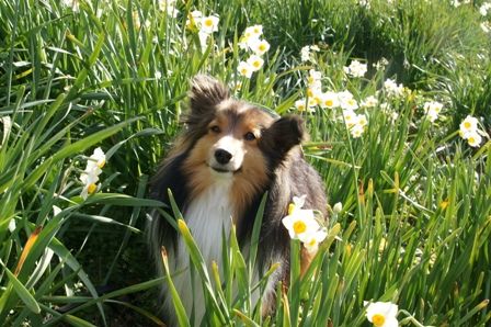 2010012317 水仙に埋もれて.jpg