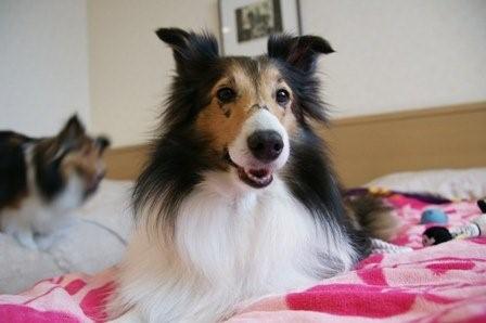 2009030706 お部屋は暖かいです!.jpg