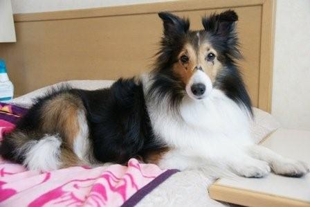 2009030707 私のベッドでしゅ!.jpg