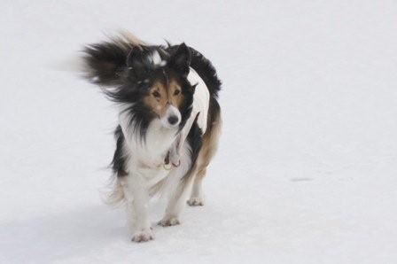 2009030721 ミルキー風になびく?.jpg