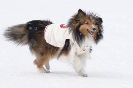 2009030722 トレジャー雪大好き!.jpg