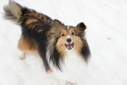 2009030602 トレジャー 雪遊び.jpg