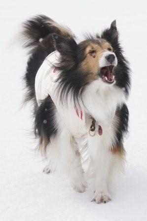 2009030723 さむいぃ~~~?!.jpg