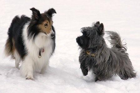 2009030603 ミルキートボギーのツーショット.jpg