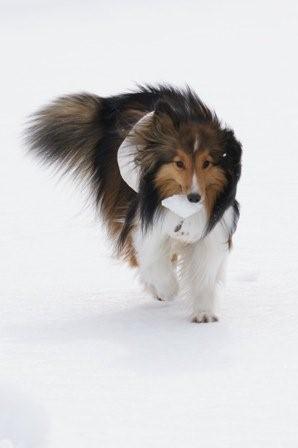 2009030727 ボールの代わりに氷を!.jpg